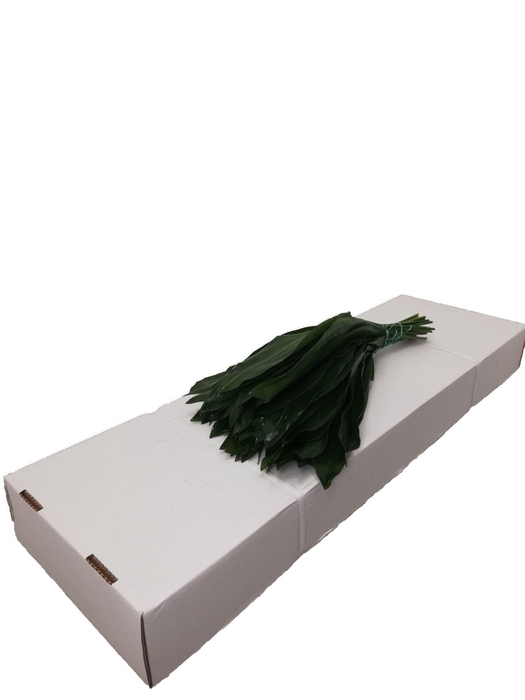 <h4>Aspidistra elat. .../bos</h4>