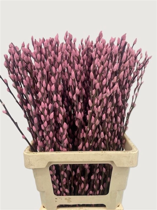 <h4>Salix Wilgenkatjes L Pink 70cm P Stem</h4>