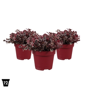 Gaultheria Pr Big Berry Winter Splash