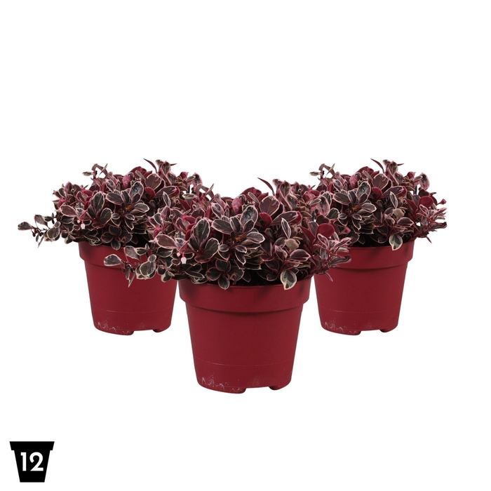 <h4>Gaultheria Pr Big Berry Winter Splash</h4>