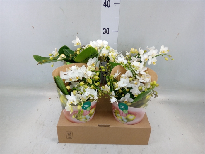 <h4>Phalaenopsis   ...white</h4>