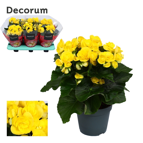 <h4>Begonia ''rebecca'' geel Decorum</h4>