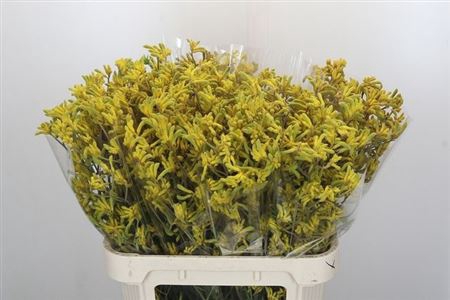 <h4>ANIGOZ BUSH DOWN</h4>