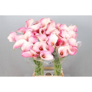 Calla Blushing Lady Kallaland