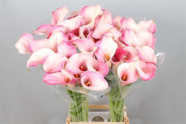 <h4>Calla Blushing Lady Kallaland</h4>