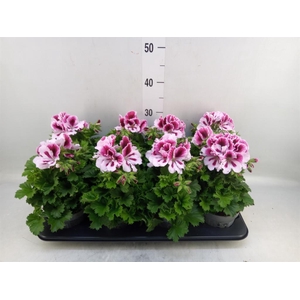 Pelargonium gran.   ..