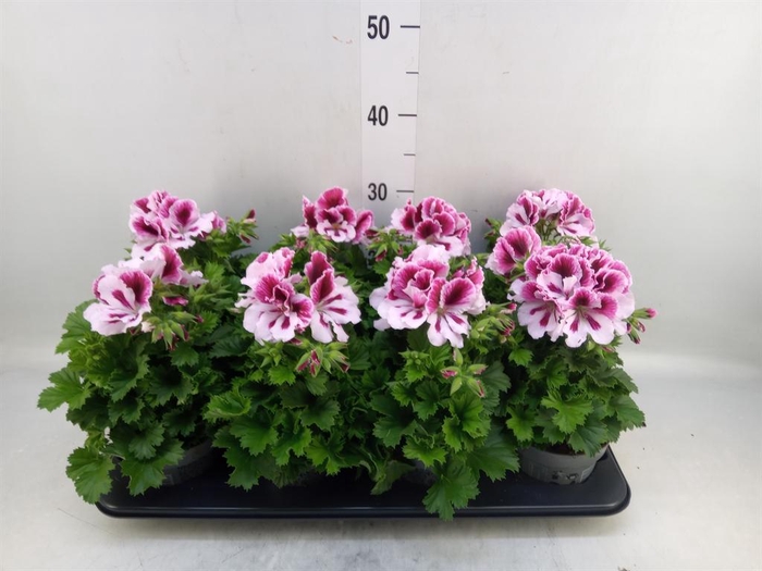 <h4>Pelargonium gran.   ..</h4>