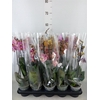 Phalaenopsis   ...mix