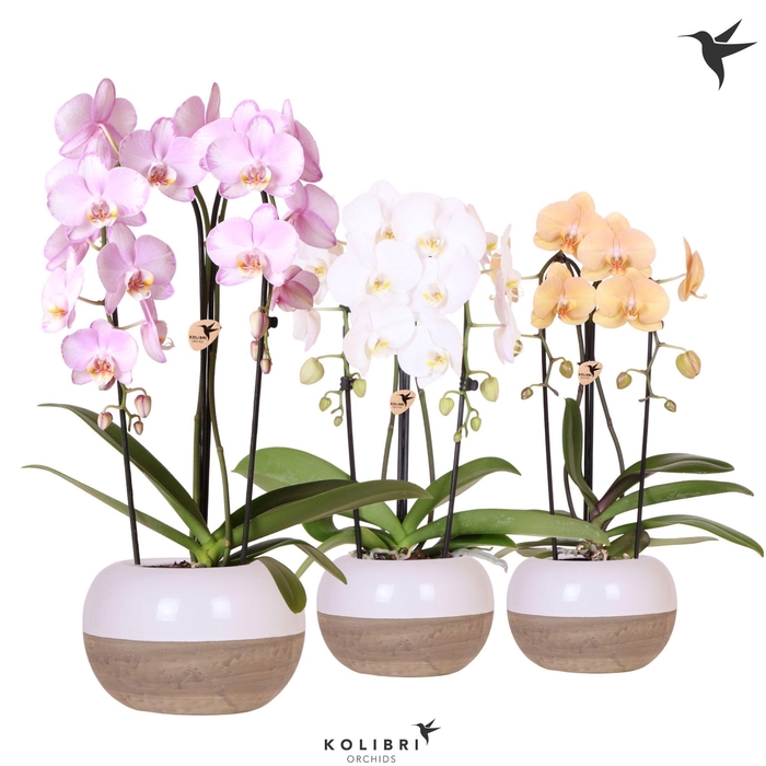 <h4>Kolibri Orchids Phalaenopsis Cascade Niagara Fall mix 2 spike in Coconut pot</h4>
