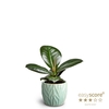 FICUS ELASTICA P7