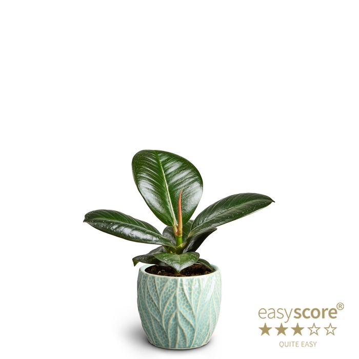 <h4>FICUS ELASTICA P7</h4>