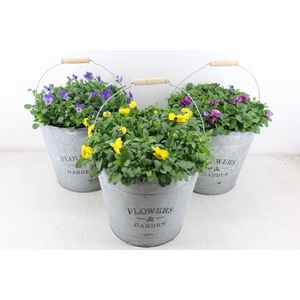 arr4 Viola CR - Zink emmer mix XL