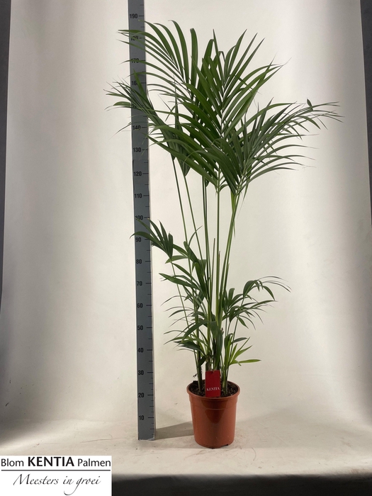 <h4>HOWEA FORSTERIANA</h4>