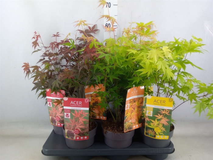 <h4>Acer palmatum</h4>