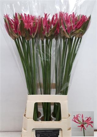 <h4>Nerine Bo El Pink Sparkle</h4>