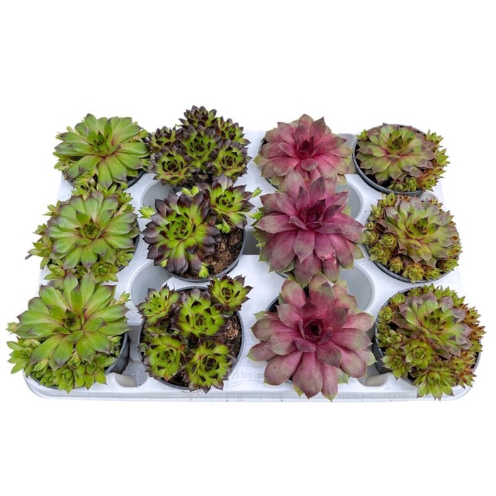 <h4>SEMPERVIVUM CALCAREUM MIX P9</h4>