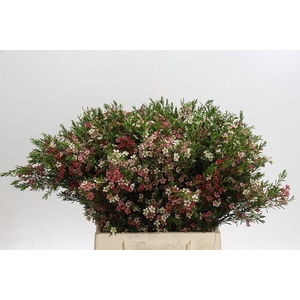 Chamelaucium My Sweet 16