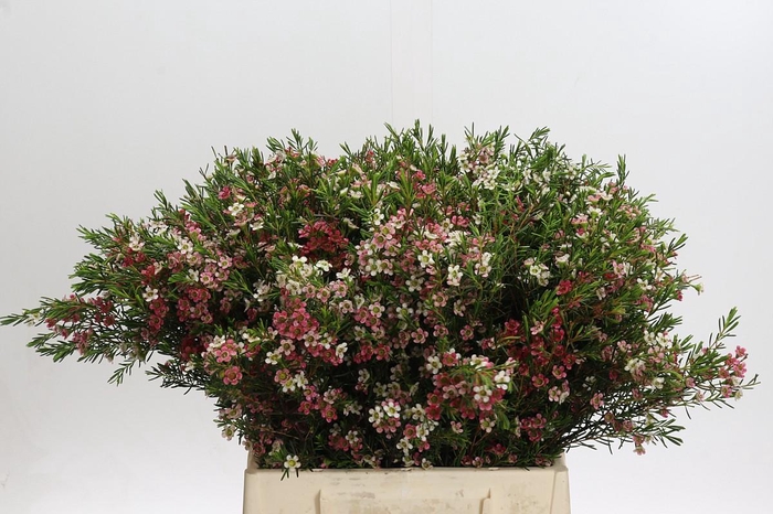 <h4>Chamelaucium My Sweet 16</h4>