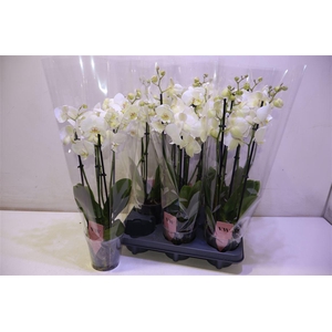 arr8 Phal An Inverness