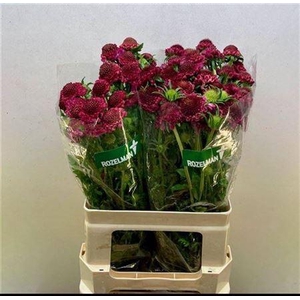 Scab At Raspbe Scoop