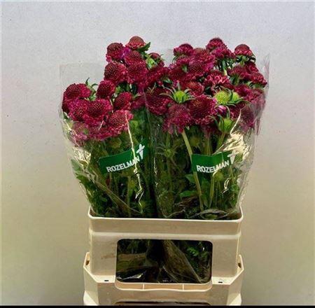 <h4>Scab At Raspbe Scoop</h4>