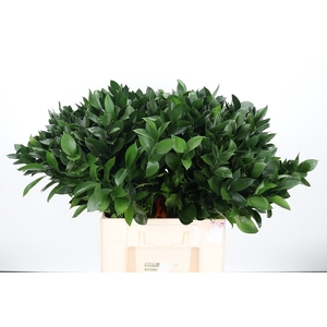 Ruscus