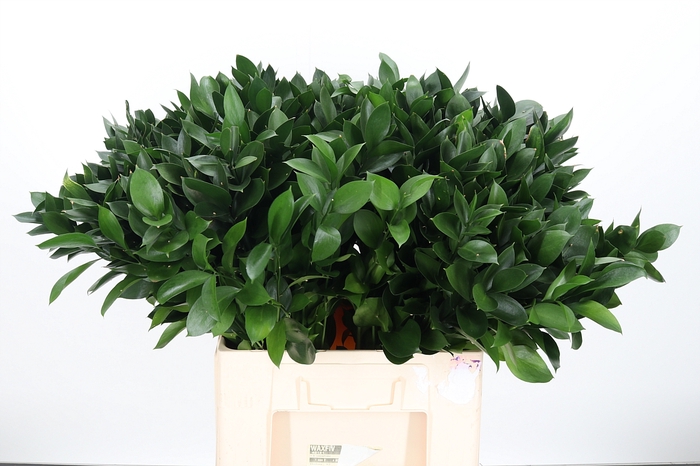 <h4>Ruscus</h4>