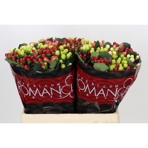Hypericum Rainbow Romance