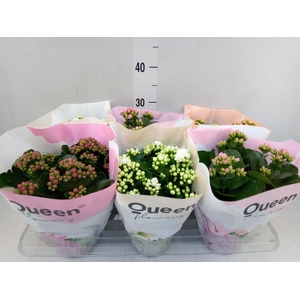 Kalanchoe blos.   ..rosebud mix GR