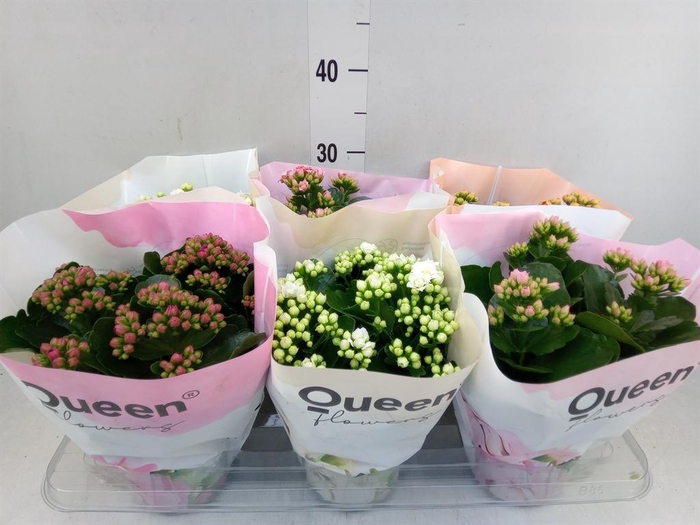 <h4>Kalanchoe blos. ..rosebud mix GR</h4>