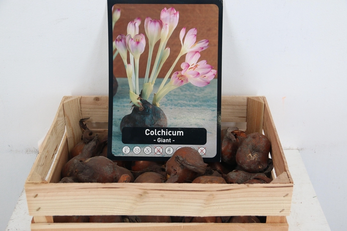 <h4>BOL COLCHICUM X30</h4>