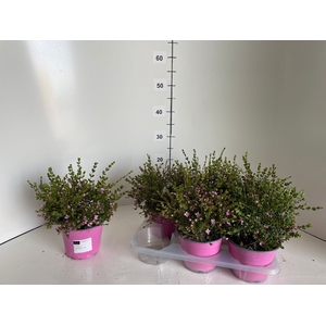 BORONIA CRENULATA