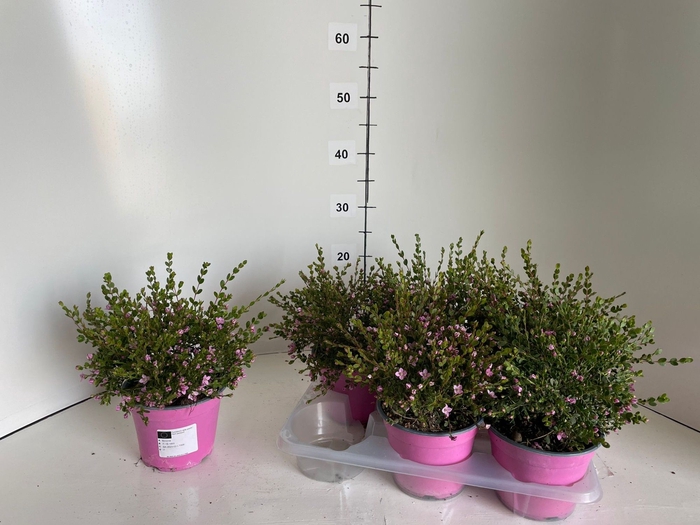 <h4>BORONIA CRENULATA</h4>