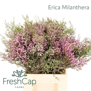 Erica Milanthera