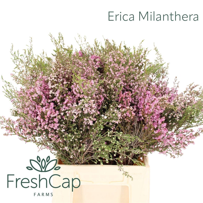 <h4>Erica Milanthera</h4>