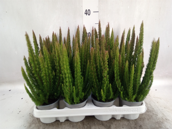 <h4>Calluna vulg. 'Skyline'   ...mix</h4>