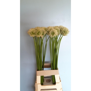 ALLIUM MOUNT EVEREST
