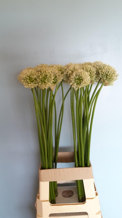 <h4>ALLIUM MOUNT EVEREST</h4>