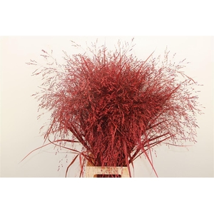 Siergras Panic Kbh Red P Stem