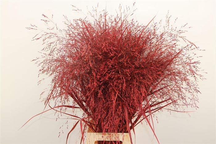 <h4>Siergras Panic Kbh Red P Stem</h4>