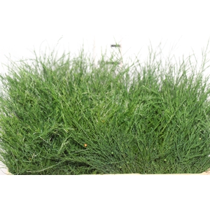 FOLHAGEM ASPARGO VASSOURINHA