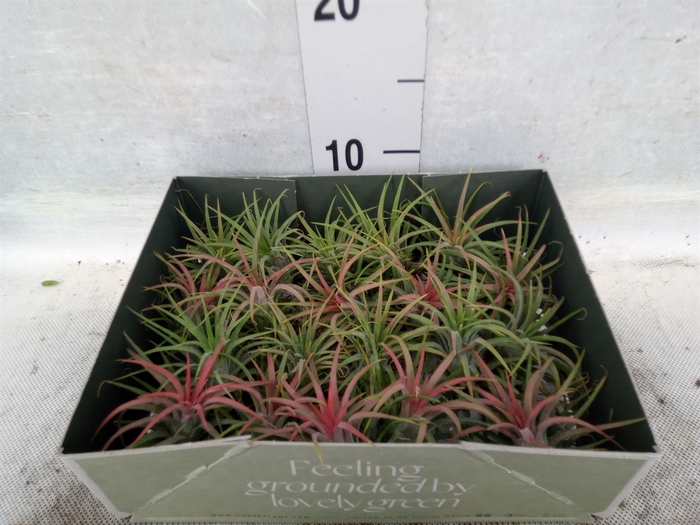 <h4>Tillandsia</h4>