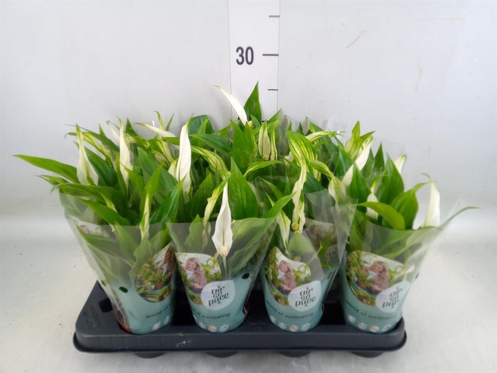 <h4>Spathiphyllum  'Pearl Cupido'</h4>