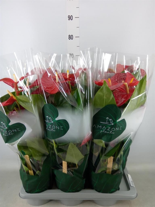 <h4>Anthurium andr. 'Nevada'</h4>