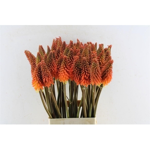 Kniphofia Alcazar
