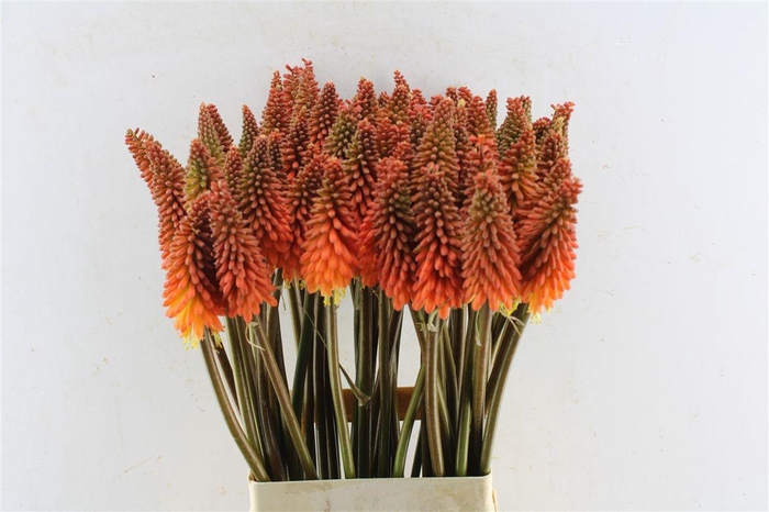 <h4>Kniphofia Alcazar</h4>