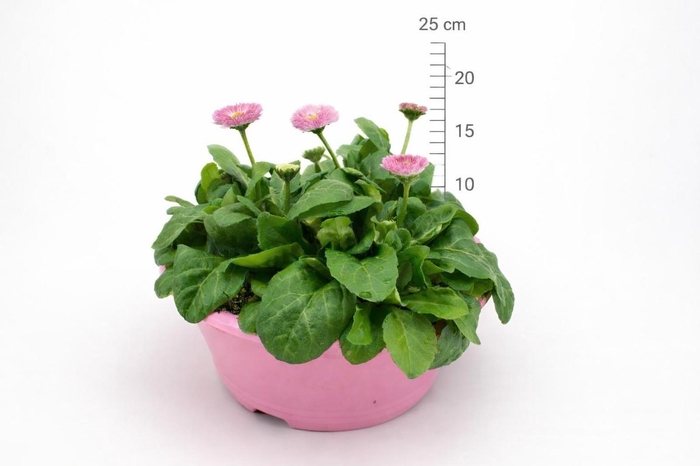 <h4>BELLIS P KL RU ROSE</h4>