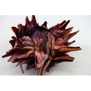 Dried Artz Cynara Heads Mondriaan