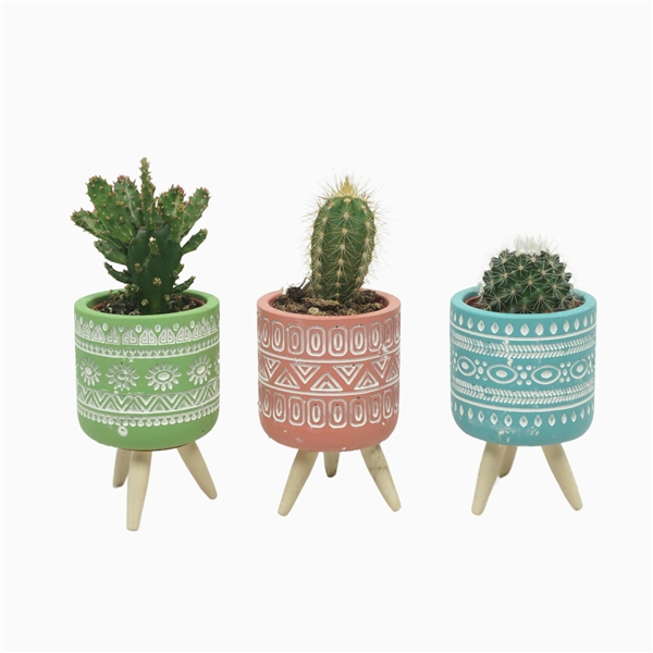 <h4>Cactus mix 5,5 cm in gekleurde pot op 3 pootjes</h4>