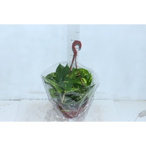 JIBOIA VERDE C21 PENDENTE